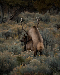 Rut in Yellowstone