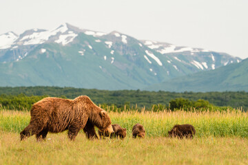 Katmai Family