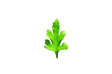 Green leaf isolated on white background close up nature plant foliage