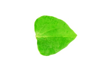 Obraz premium Green leaf isolated on white background close up nature plant foliage
