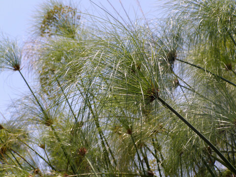 Altos tallos verdes de papiro con copas en forma de paraguas, recortados contra un cielo azul claro.
