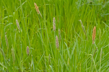 Flowering field meadow foxtail - Alopecurus pratensis
