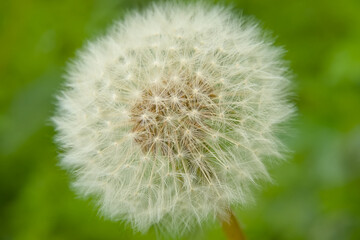  Macro of fluffy white seedhead of a dandelion, selective focus on a green bokeh background - Taraxacum 