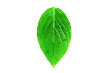 Green leaf isolated on white background close up nature plant foliage