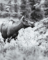 Black and White Moose 
