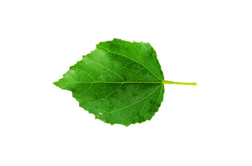 Fototapeta premium Green leaf isolated on white background close up nature plant foliage
