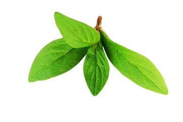 Green leaf isolated on white background close up nature plant foliage