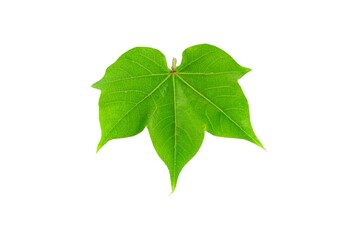 Green leaf isolated on white background close up nature plant foliage