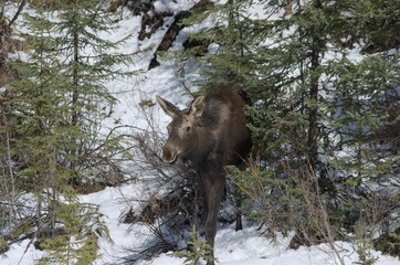 Jeune orignal qui sort des bois 