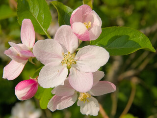 Bright pink apple blossom - malus domestica