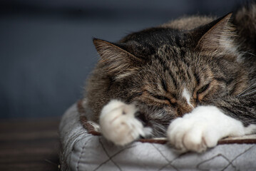 Mascotas: Gato durmiendo, escondido entre sus patas.