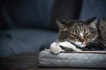 Mascotas: Gato descansando sobre un colchón.
