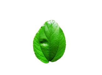 Green leaf isolated on white background close up nature plant foliage