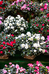 A close-up of vibrant red, pink, purple, and white cyclamen flowers in full bloom. The plants have deep green leaves, filling the entire frame with a mix of colors.