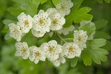  closeup of white hawthorn flowers - crataegus monogyna