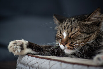Mascotas: Gato atigrado durmiendo, con su  pata estirada. Primer plano.