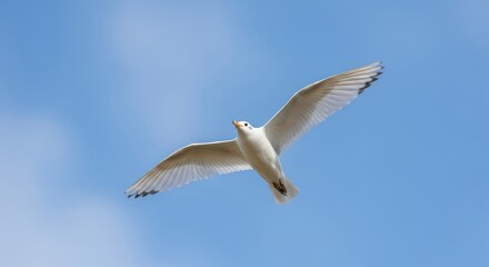 Fototapeta premium Graceful seagull soaring in clear blue sky capturing freedom and serenity