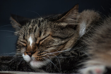 Mascotas: Gato durmiendo. Primer plano. Close up.