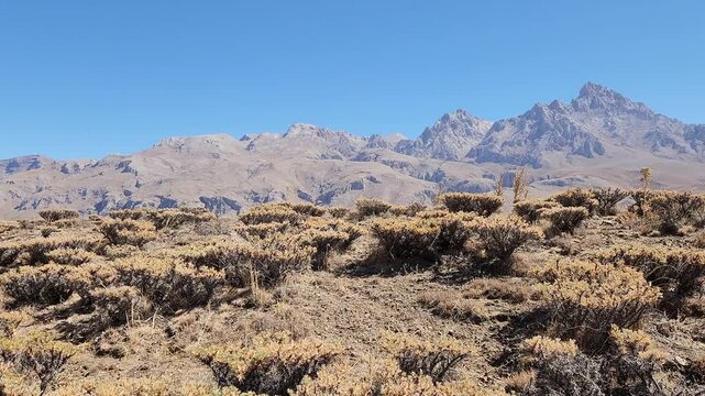 The tragacanth plant is found in the steppes of Central Anatolia