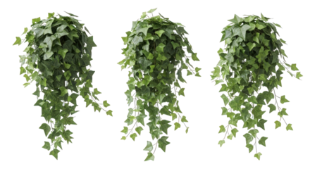 Cascading Ivy Plants Lush Greenery for Decoration and Design A Collection of Three Hanging Plants with Vibrant Leaves on Transparent Background for Versatile Use