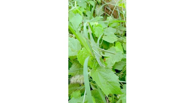 Green grasshopper sitting on leaf and grass closeup