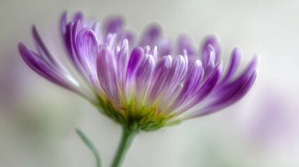Close-up of delicate purple flower petals with soft focus background