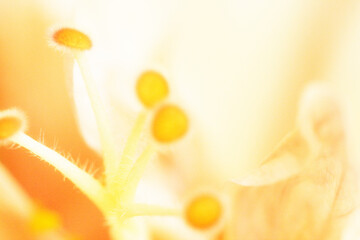 抽象的 背景 画像 花のイメージ 黄色 白