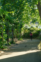 Fototapeta premium Person walking on a sunlit path in a lush green park.