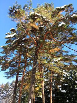 Contrapicado de pinos robustos con ramas cubiertas de nieve, destacando sus troncos de tonos anaranjados contra un cielo azul intenso y despejado.