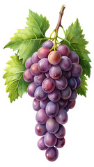 Obraz premium Illustration of a bunch of ripe purple grapes with green leaves isolated on transparent background