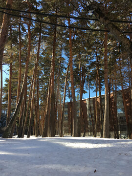 Bosque de pinos altos y delgados sobre un manto de nieve, con la luz del sol iluminando los troncos y un edificio moderno visible al fondo bajo un cielo azul.