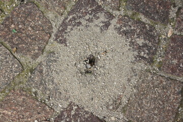 ants on the ground