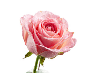 Beautiful Pink Rose with Dew Drops, isolated on white transparent background