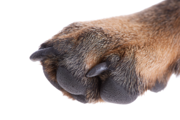 Close-up of Dog Paw with Claws, isolated on white transparent background