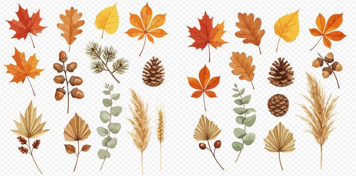 Watercolor illustration of various autumn leaves, pine cones, acorns, and pampas grass arranged on a transparent background.