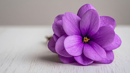 Obraz premium Close-up of a delicate purple african violet flower with dew drops on white wood