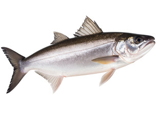 Fototapeta premium A detailed view of a sleek fish showcasing its shimmering scales and streamlined body in a vibrant pose.