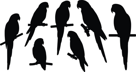 Black parrot silhouettes collection perched on branches isolated on white background, tropical exotic bird vector illustration, wildlife nature design art