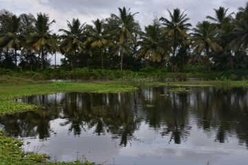 Obraz premium Coconut Trees Reflected in Pond with Water Hyacinth