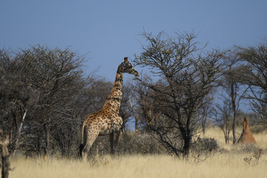 Jirafa y hormigUero, Omaruru, NAMIBIA
