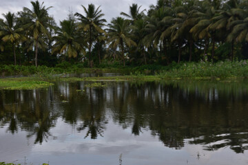 Obraz premium Coconut Trees Reflected in Pond with Water Hyacinth