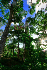 Ruinas ocultas entre árboles centenarios