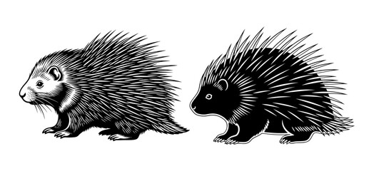 Vector art of two adorable porcupines, one in black and white and the other in black