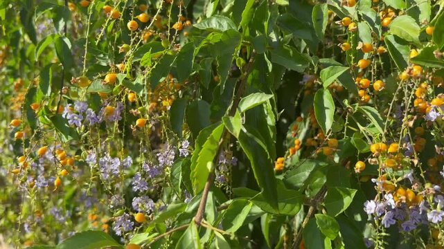 Yellow fruits and blue flowers. Duranta erecta is a species of flowering shrub in the verbena family (Verbenaceae), native from Mexico to South America and the Caribbean.
