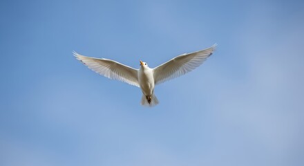 Fototapeta premium Majestic white seagull soaring in clear blue sky