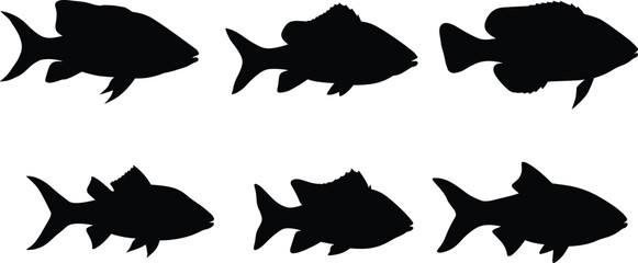 Set of freshwater fish silhouettes, black vector illustration of aquatic animals, isolated on white background for fishing, aquarium, marine design