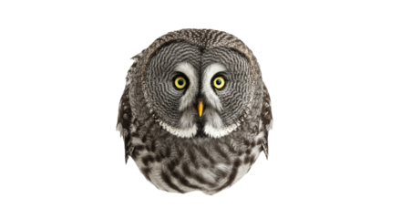 Big Head Owl Looking Up To Camera isolated, Cute Owl PNG 