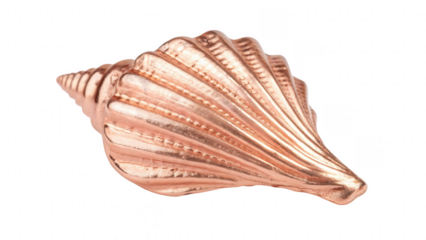 Detailed close up of a textured copper colored seashell isolated on transparent background