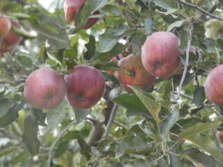 Red apples on tree branch with green foliage, ripe juicy organic fruit in orchard, fresh harvest apples for natural food and health.