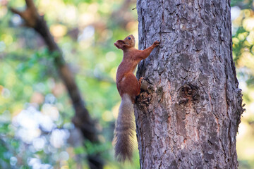 Red Squirrel Climbing a Tree Trunk